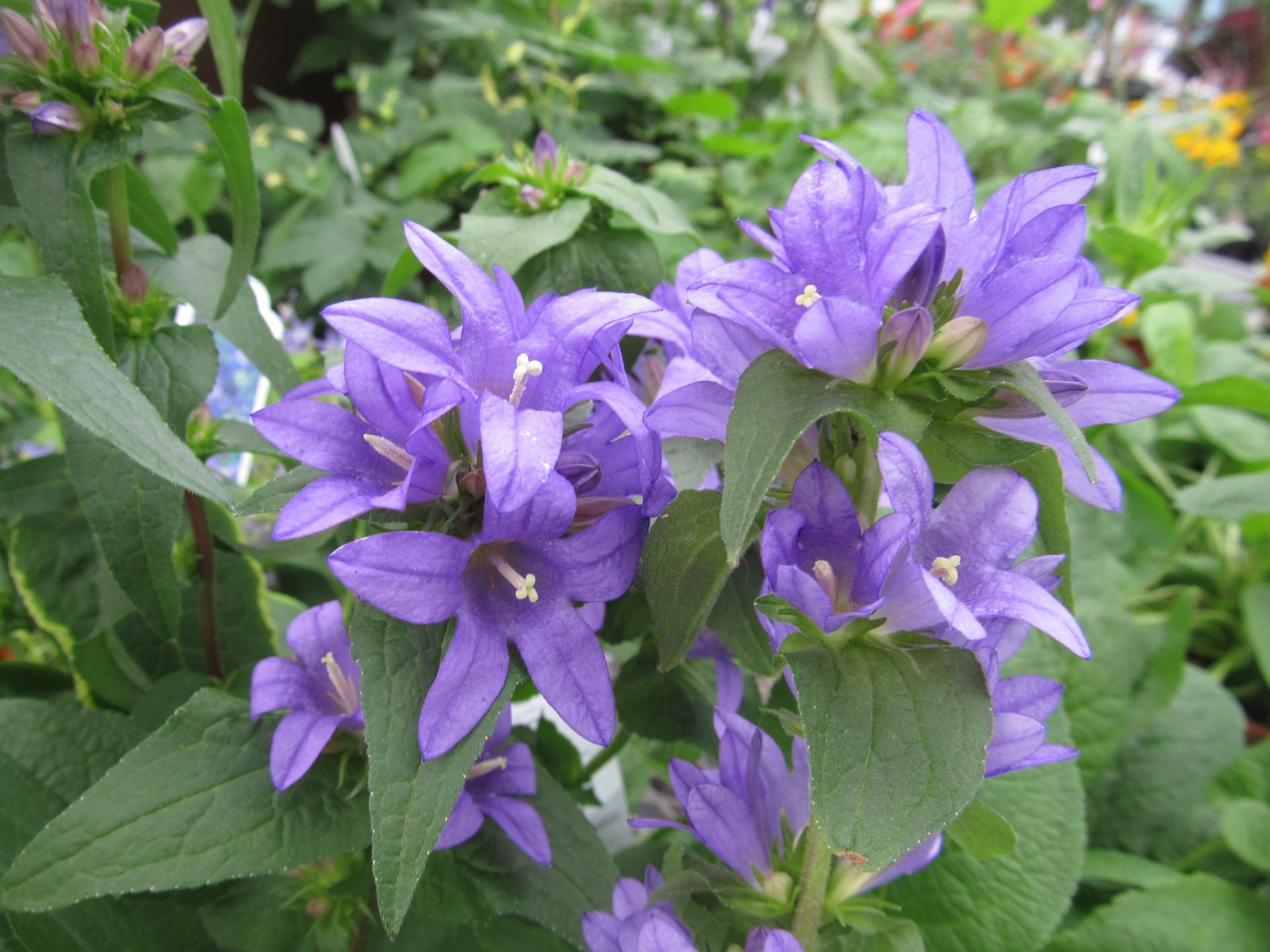 Clustered Bellflower Jeffries Nurseries