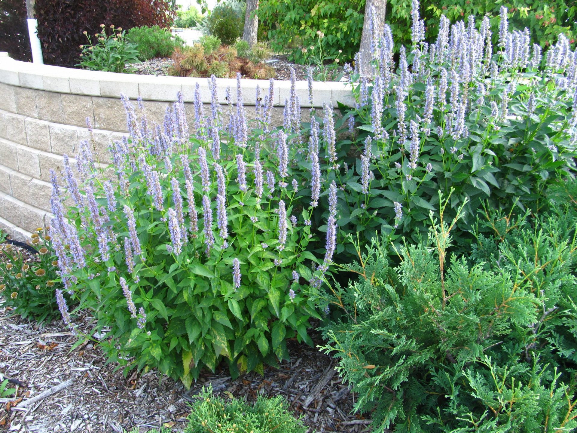 Blue Fortune AniseHyssop Jeffries Nurseries