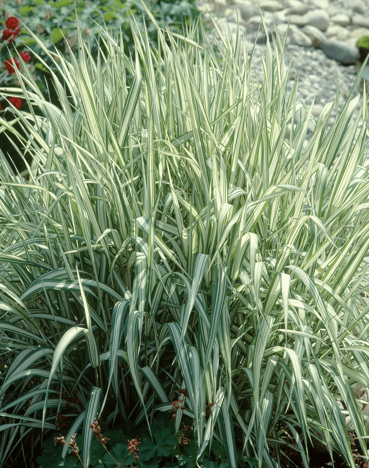 Ribbon Grass Jeffries Nurseries