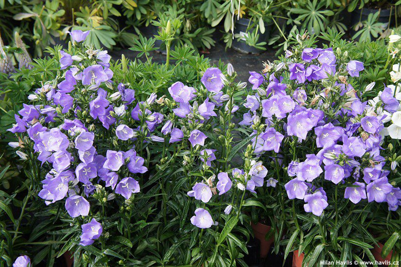 Takion Blue Peachleaf Bellflower Jeffries Nurseries