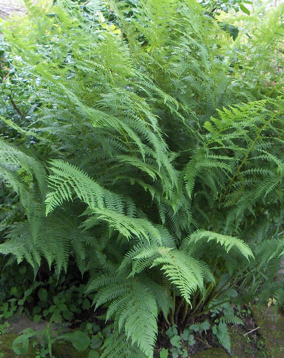 Lady Fern Jeffries Nurseries