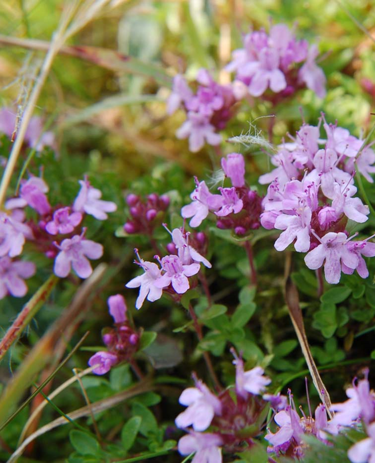 Mother of Thyme Jeffries Nurseries