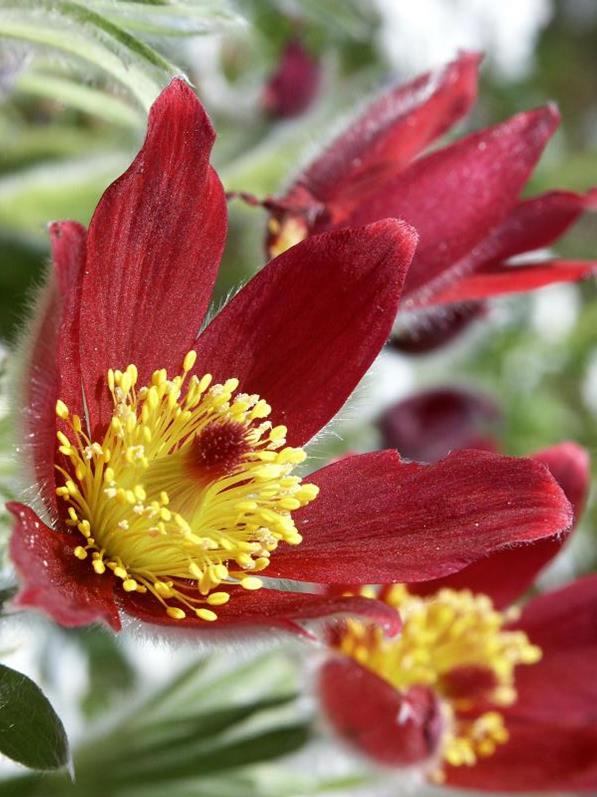 Pasque Flower Jeffries Nurseries