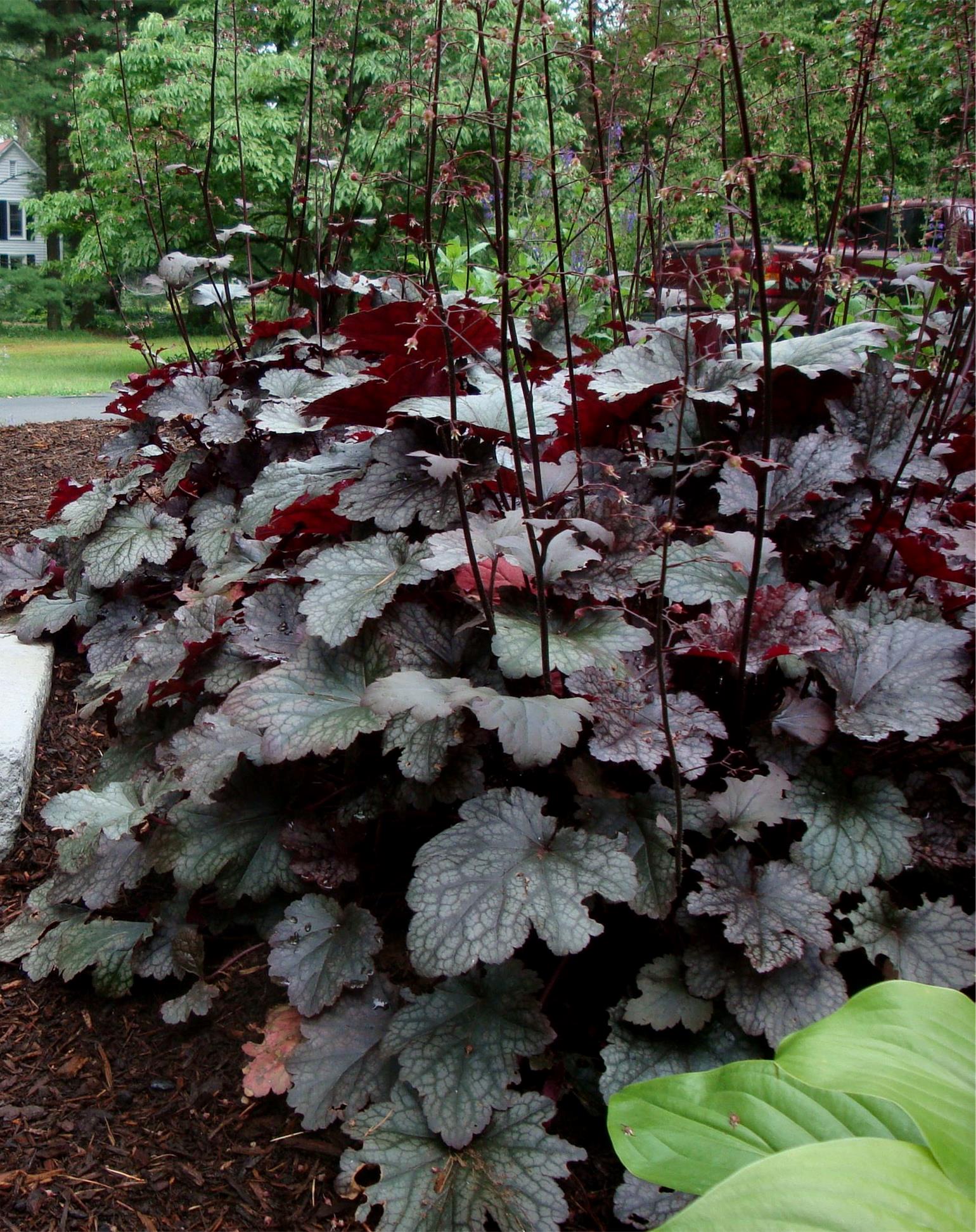 Plum Pudding Coral Bells Jeffries Nurseries