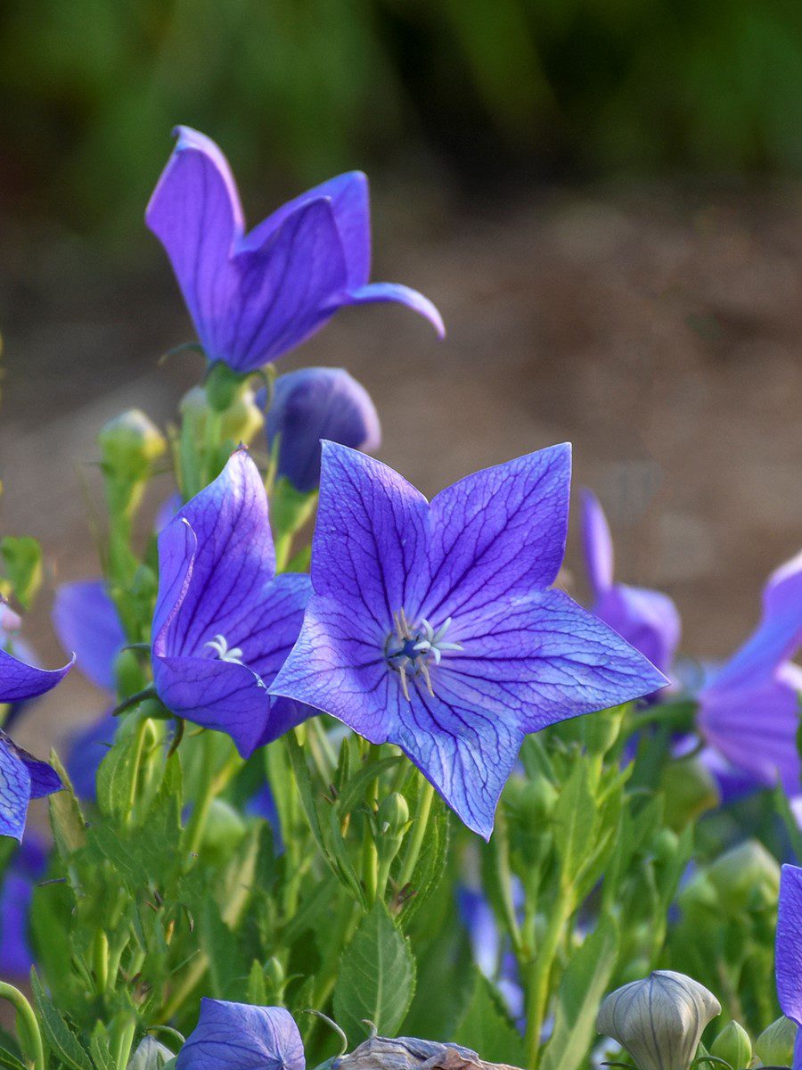 Sentimental Blue Balloon Flower Jeffries Nurseries