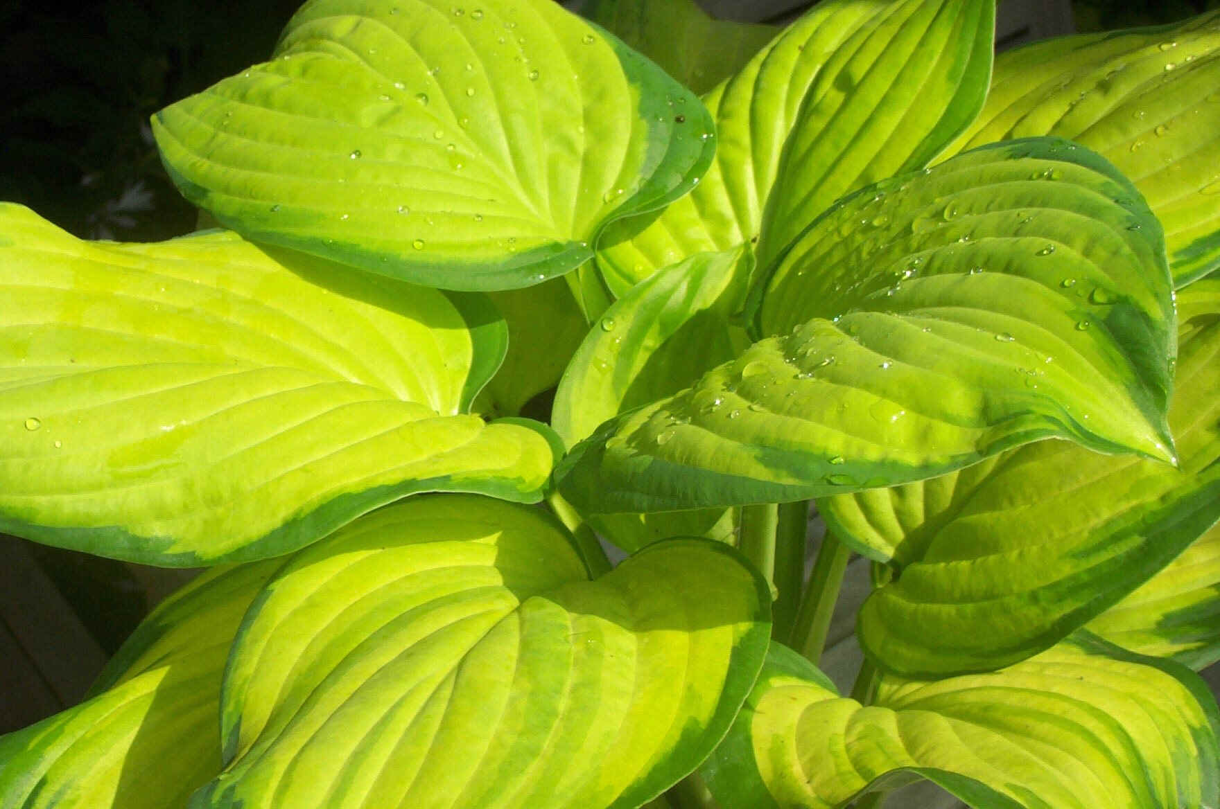 Stained Glass Hosta Jeffries Nurseries