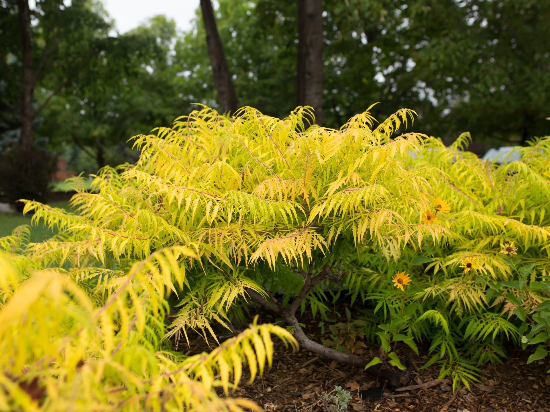 FE Tiger Eyes® Sumac Jeffries Nurseries