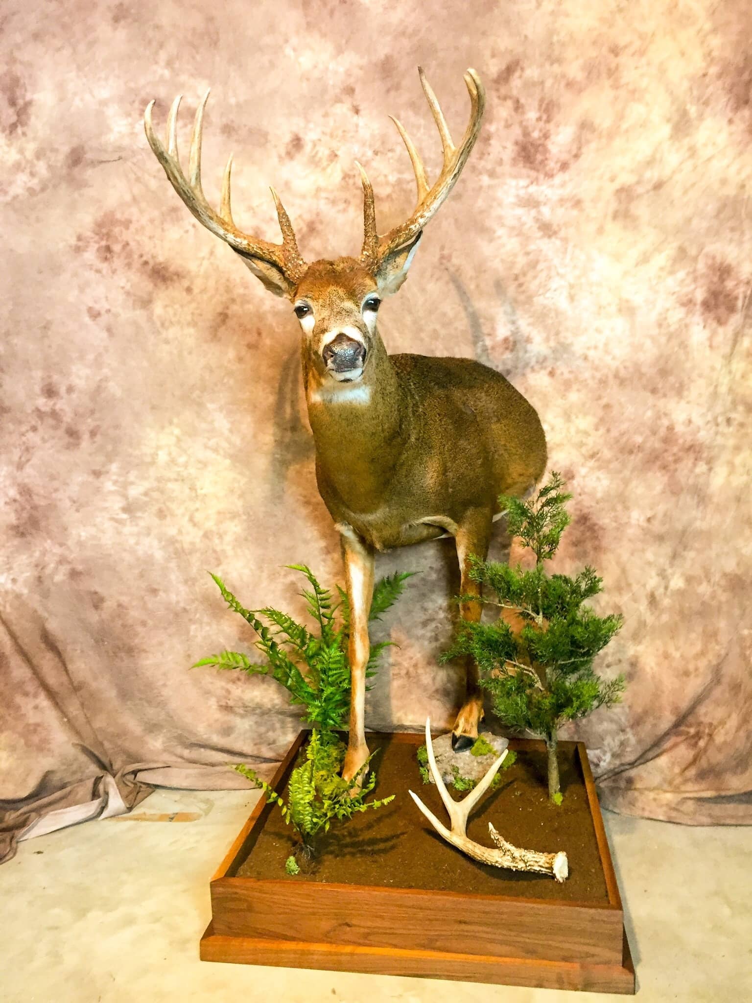 Gallery Jeffs Taxidermy Gallery Jeffs Taxidermy