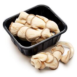 Oyster Mushroom