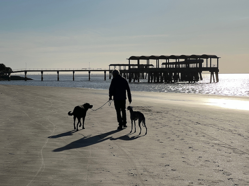 DogFriendly Guide to Jekyll Island Jekyll Realty