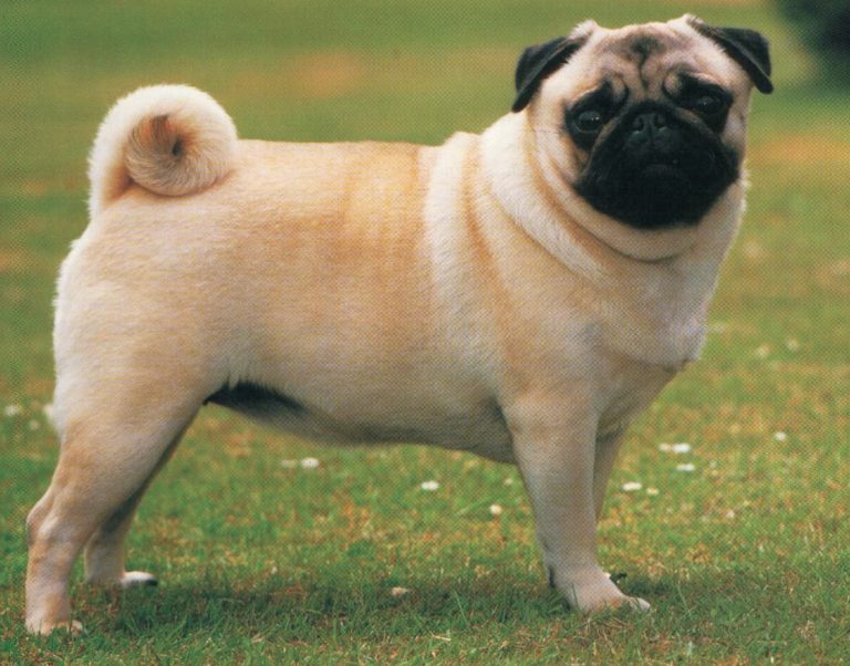 How Much Are Pugs For Sale