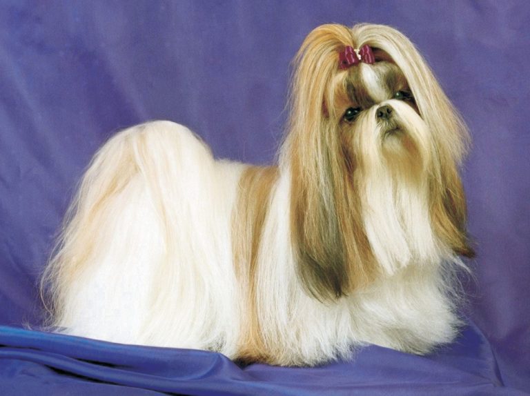 Lhasa ApsoPuppies and Dogs for Sale Jelena Dogshows