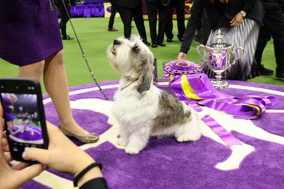 ResultsThe 147th Annual Westminster Kennel Club Dog Show Jelena Dogshows