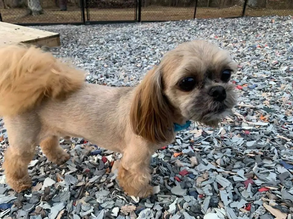 The Ultimate Guide on How to Build a Dog Agility Course NonToxic