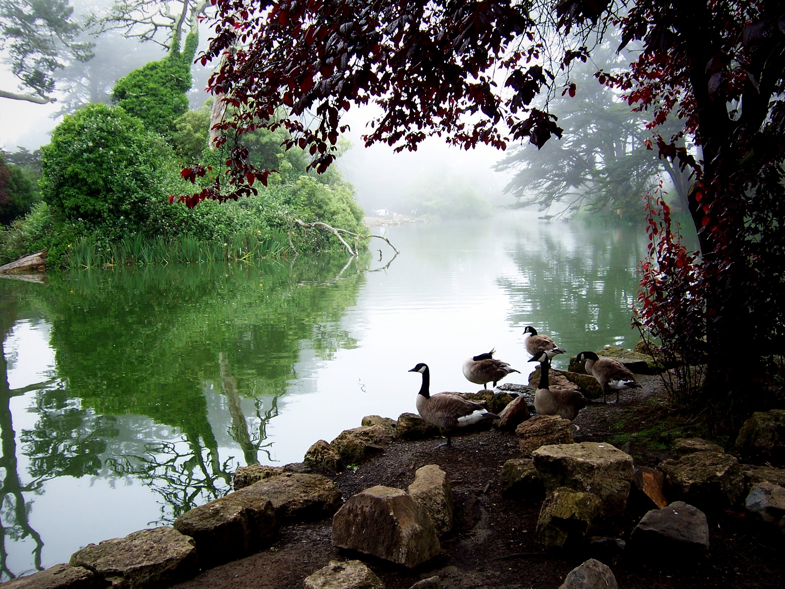 Early morning at Stow Lake with a bit of Karl (The Fog