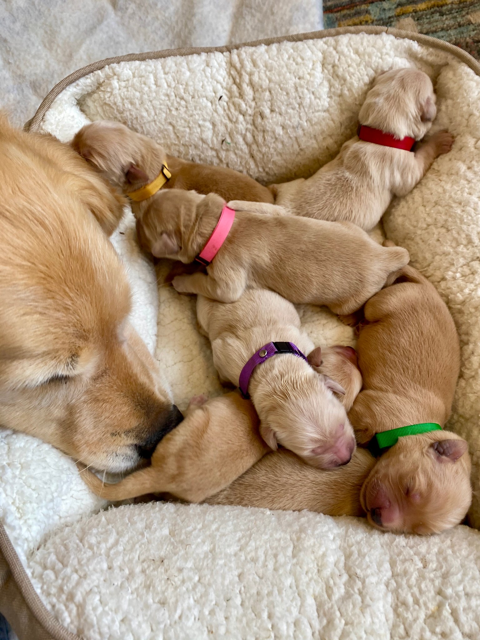 Golden Tales Blog Jema Golden Retrievers