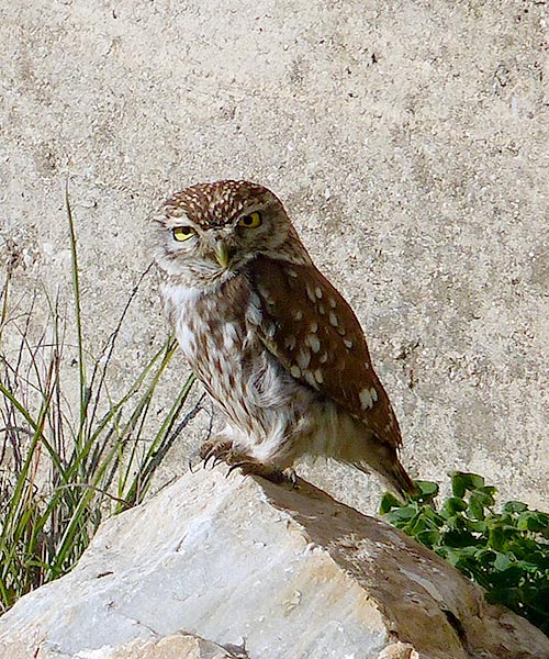 Little Owl on Leros, Greece Jen Funk er Jen Funk er