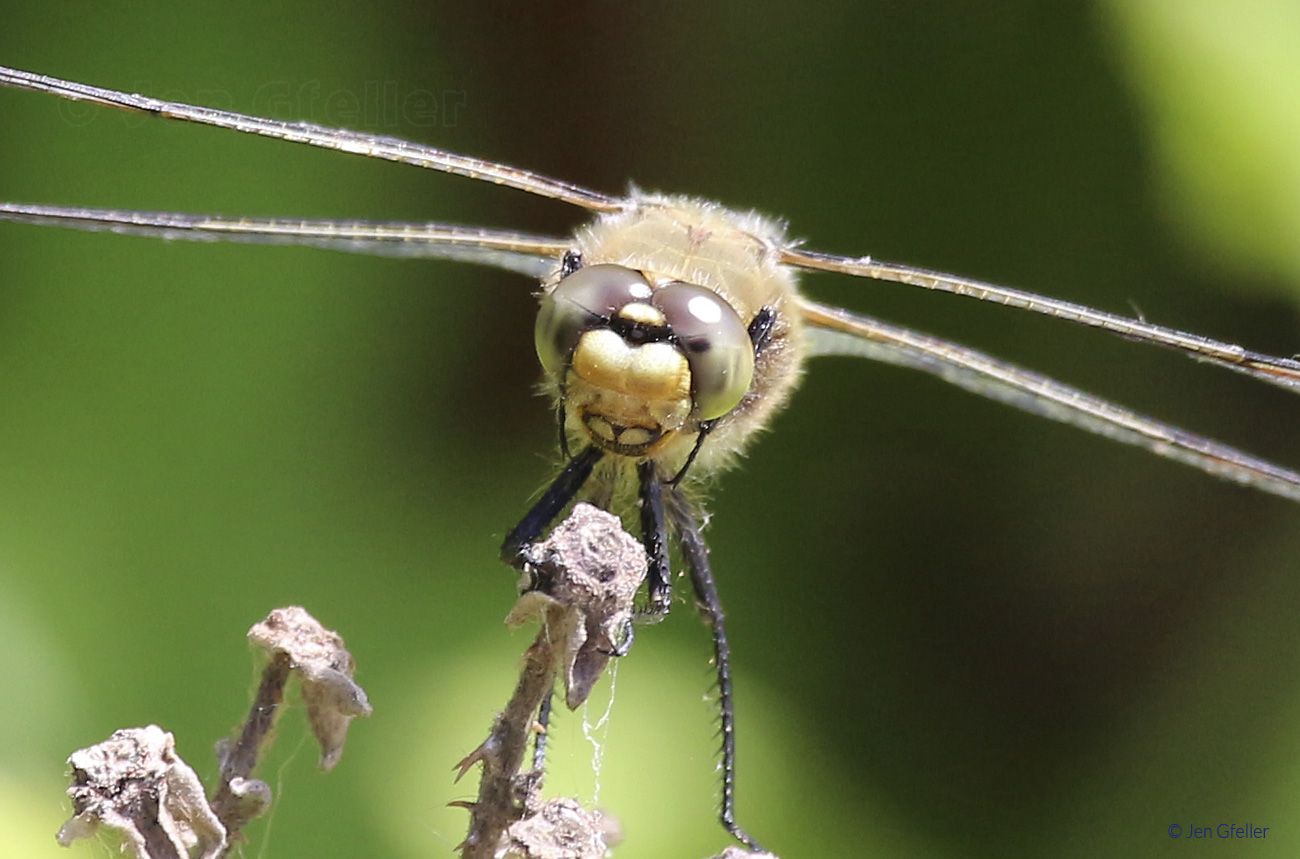 Dragonfly Jen Gfeller Nature Photography