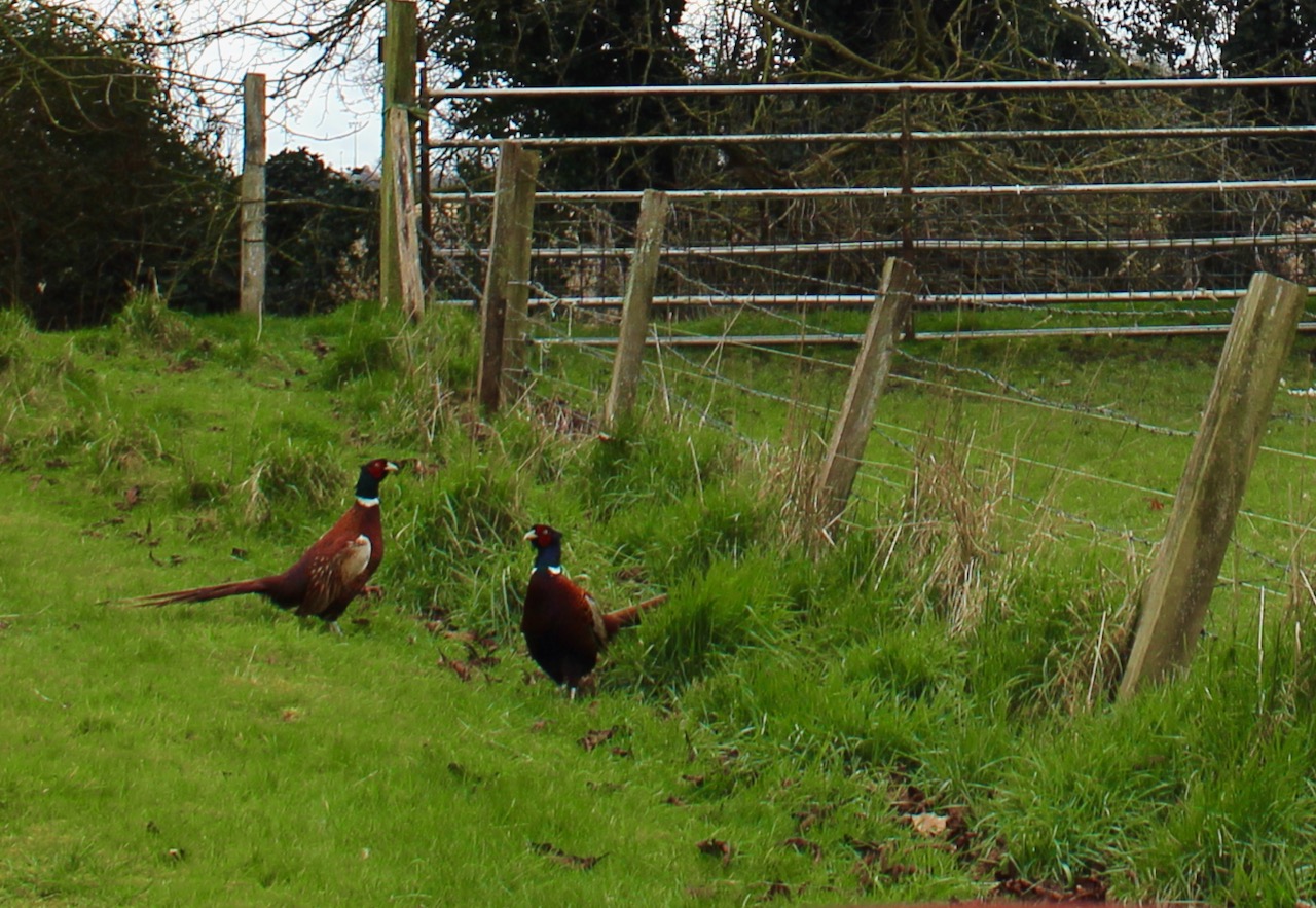 Beauparc House, Beau Parc, Navan, Co. Meath C15 D2K6 Irish Historic