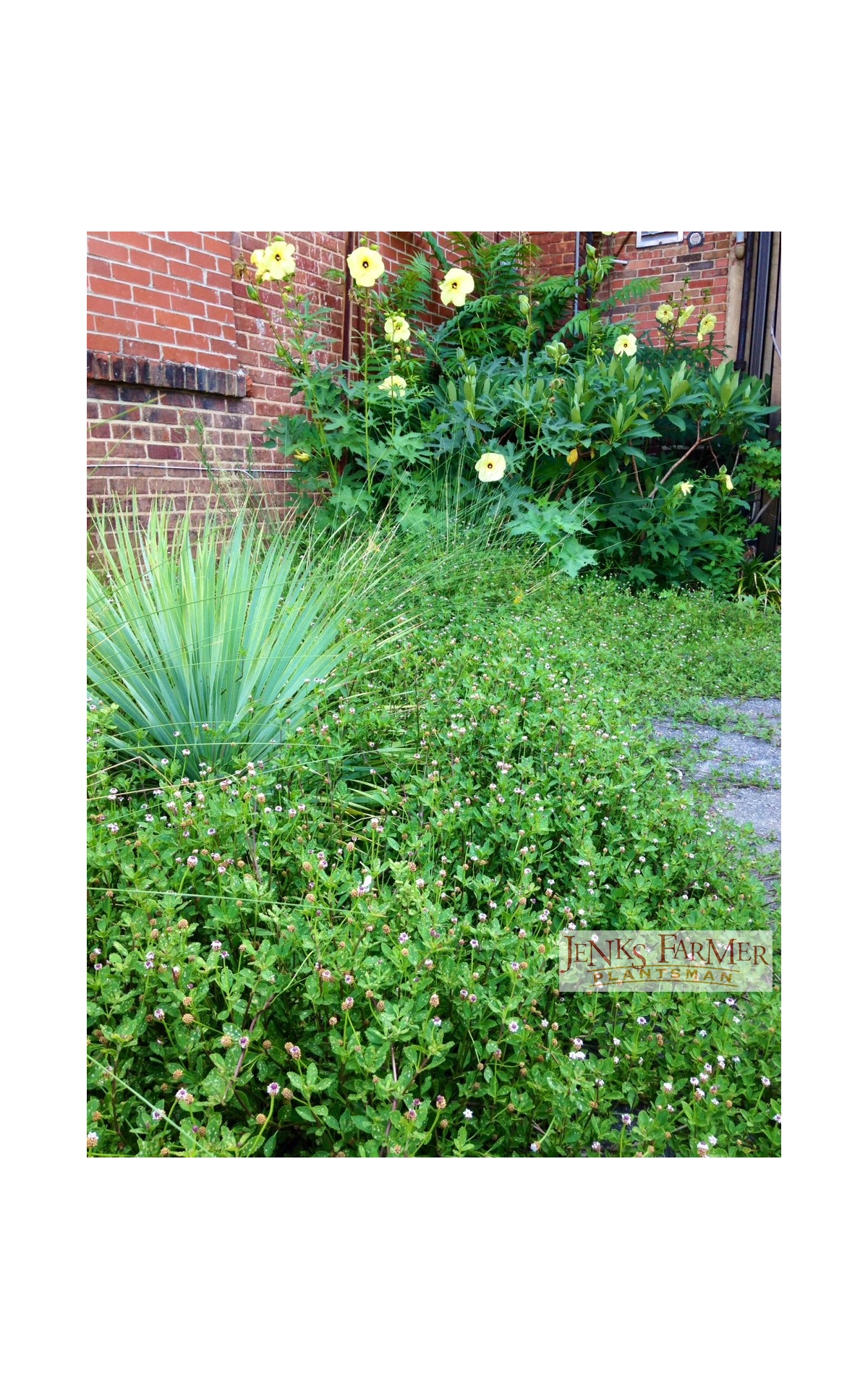 20 Tough Plants for Parking Lot Gardens Jenks Farmer