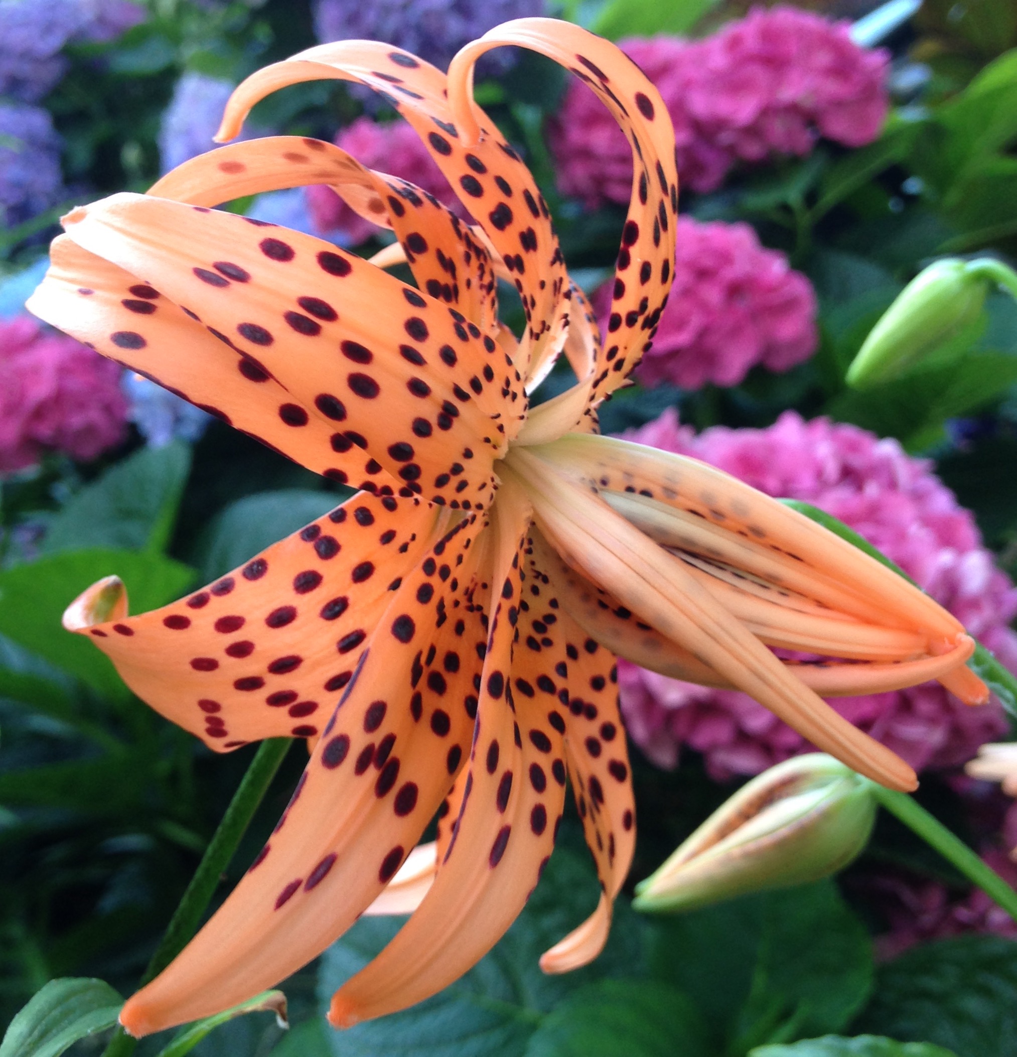Plant Sale For Crinum Farm Field Day Jenks Farmer