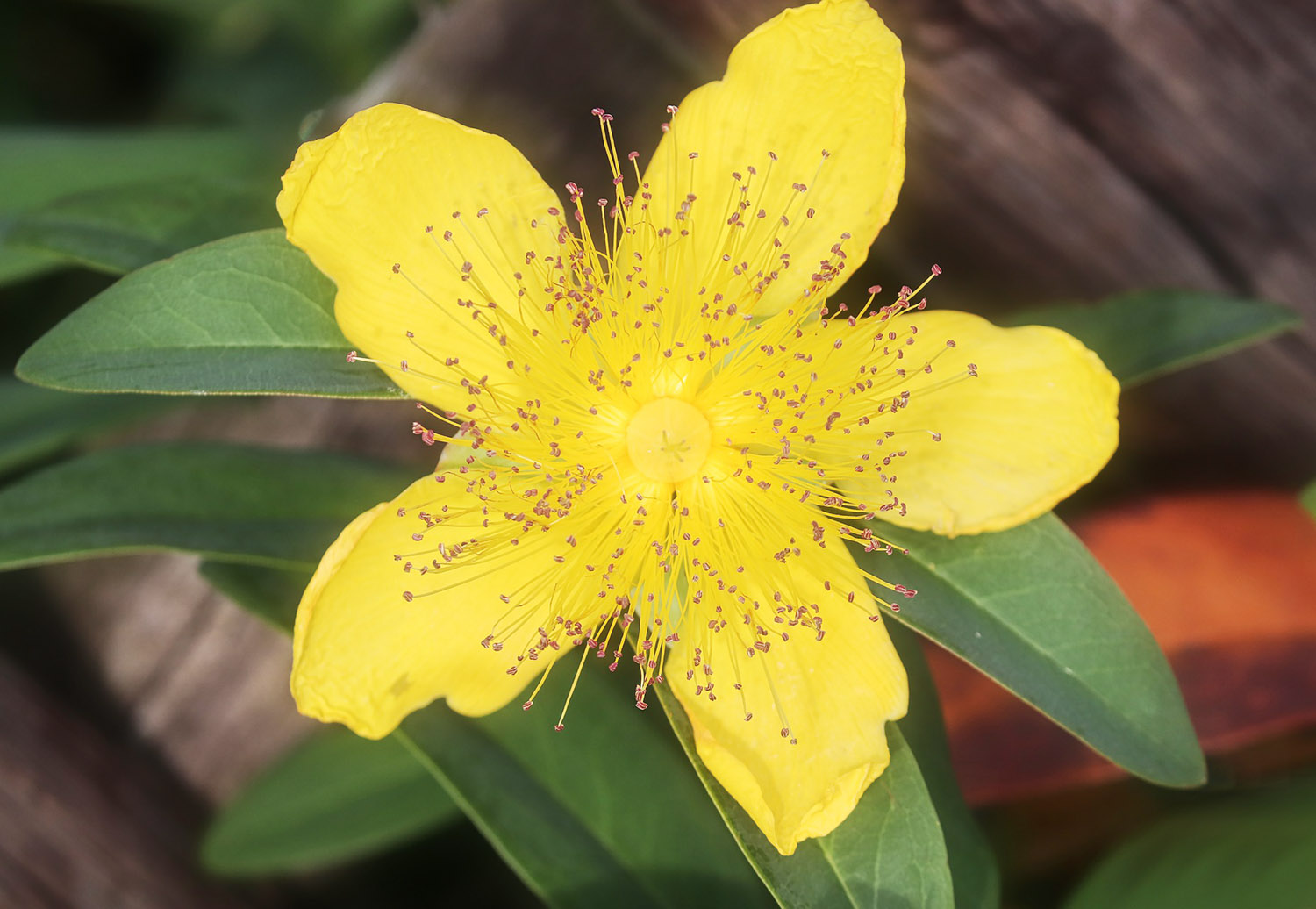 Saint John’s Wort Shine Your Light Jenn Campus Author
