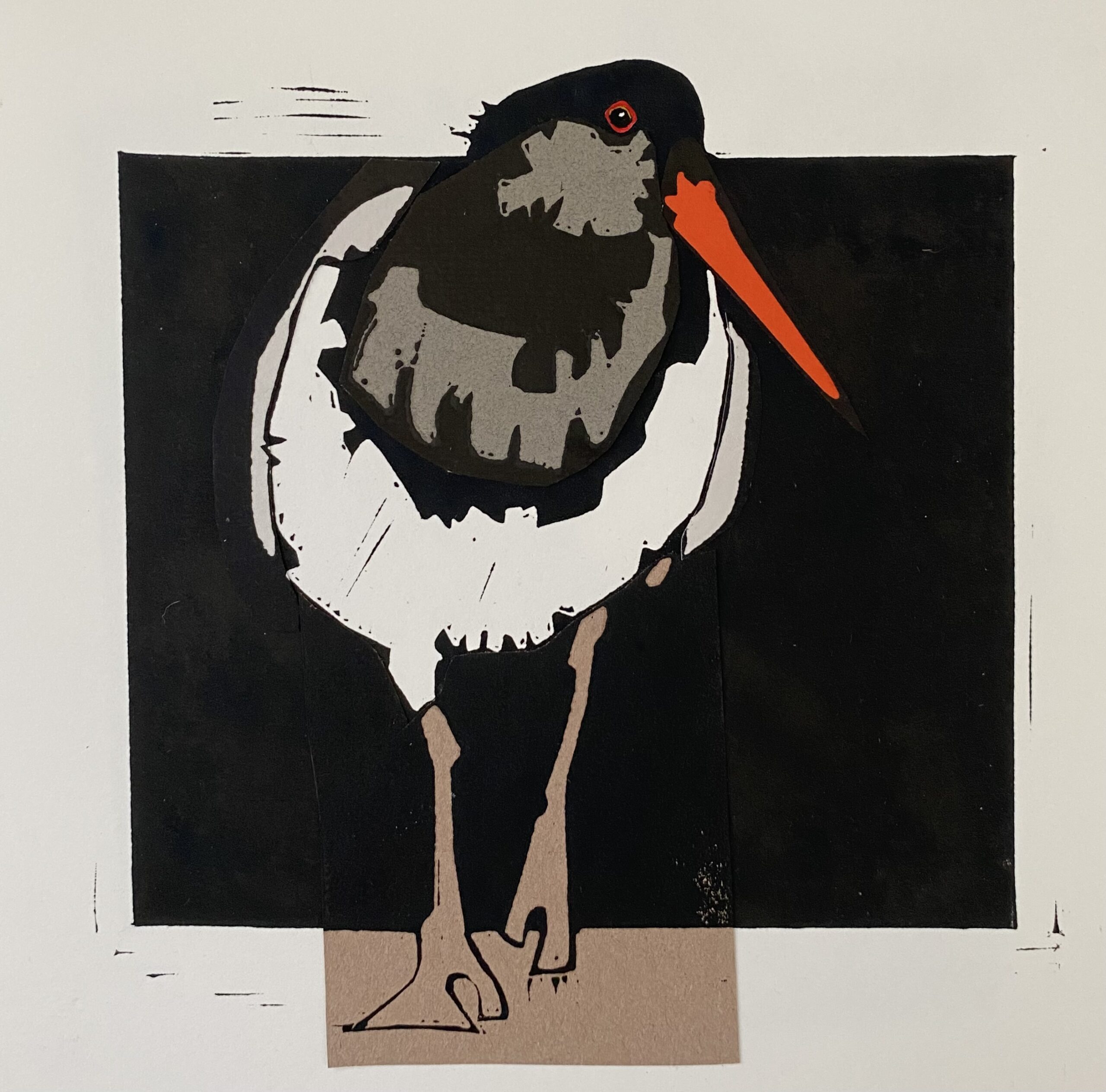 OYSTER CATCHER Jenni Cator