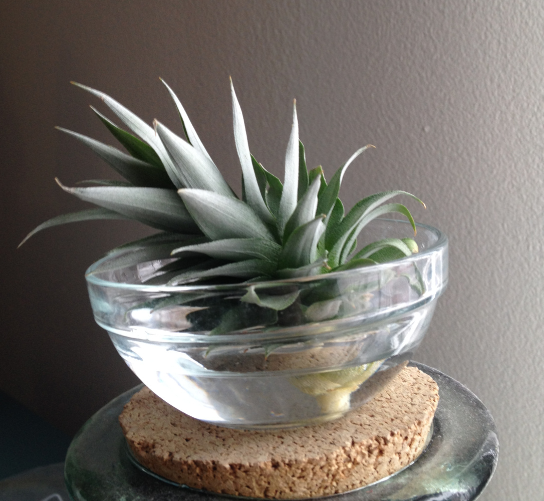 My Potted Pineapple Plant Jennifer Kruse