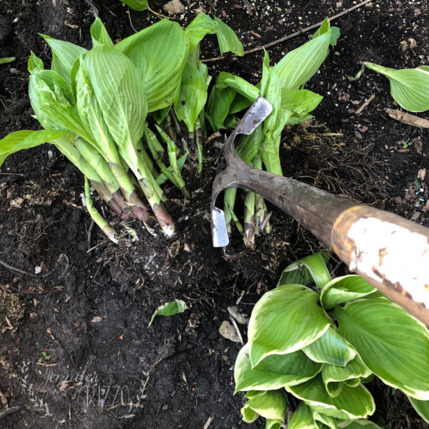 How to Divide Hosta Jennifer Rizzo