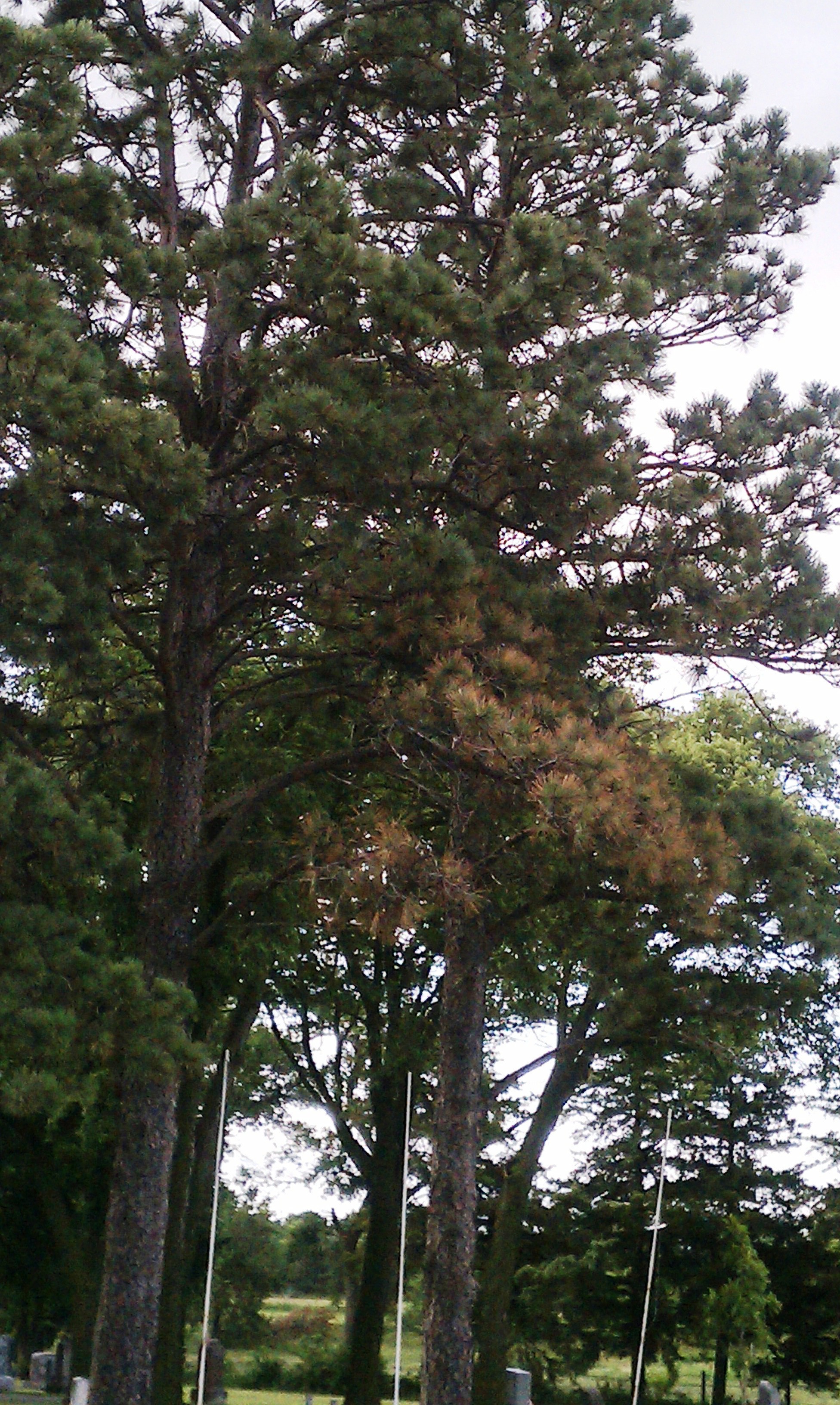 Evergreen Tree Diseases JenREESources's Extension Blog