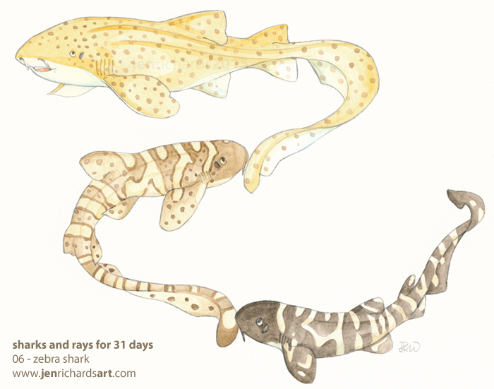 Sharks And Rays For 31 Days: 6-13 | Jen Richards 551_x_700_jpg
