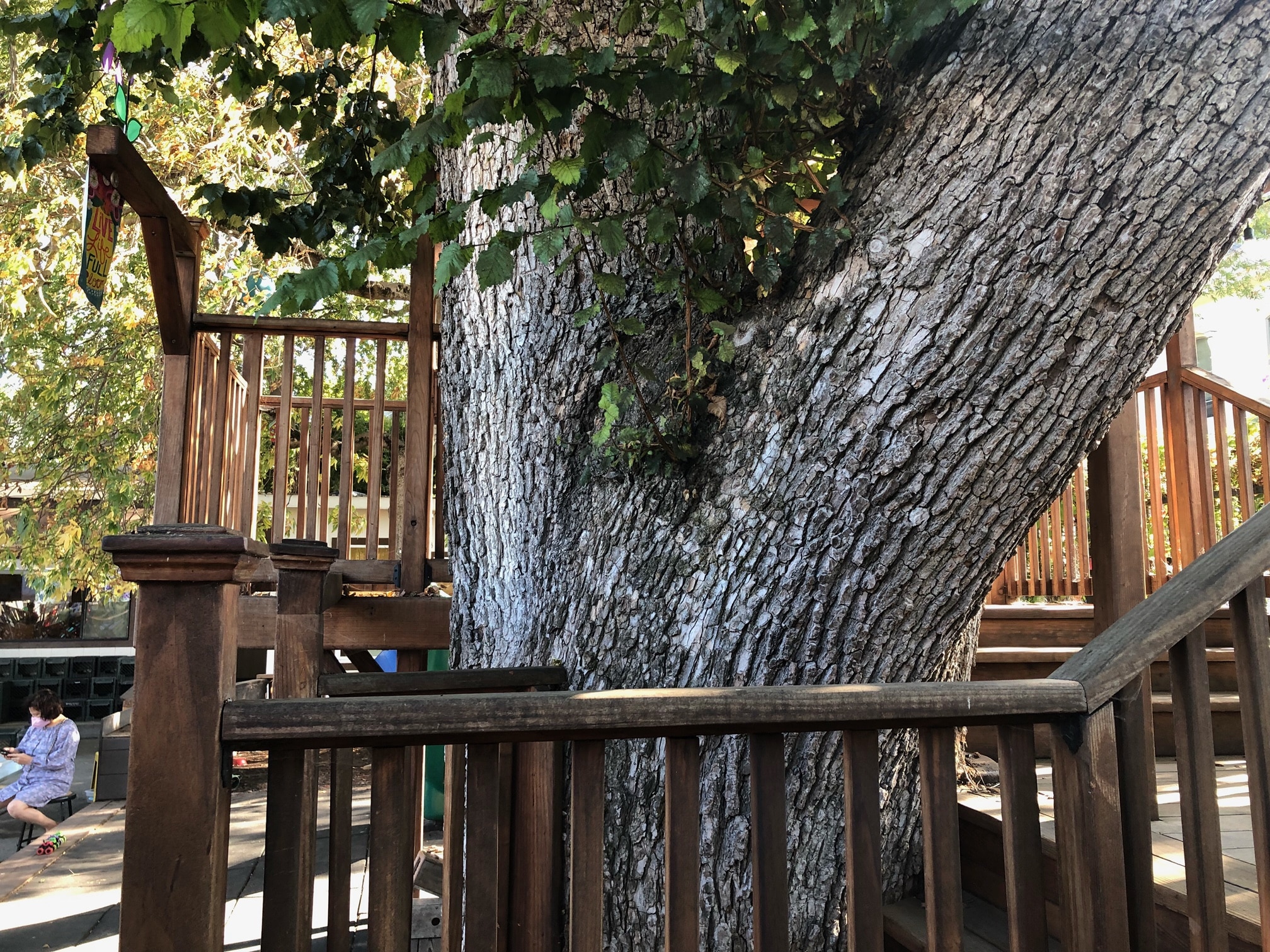 Elm - Jensen Architects