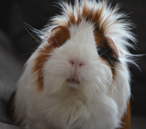 Jen's Exotic Pet Services Boarding & Pet Sitting Colorado