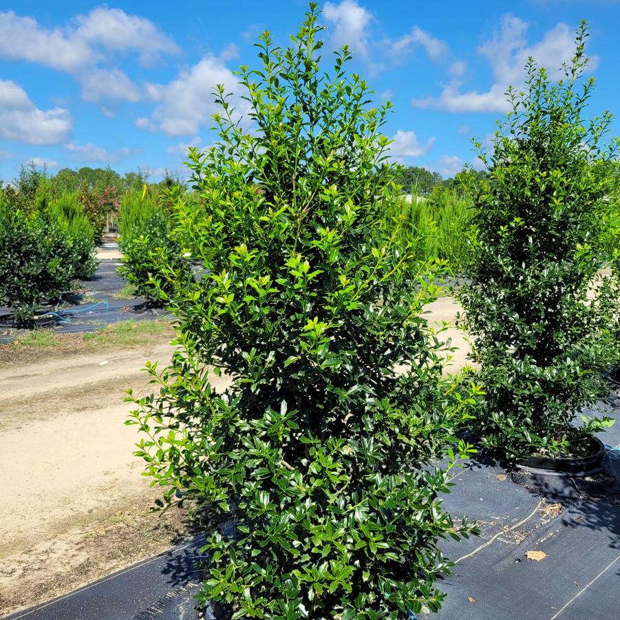 Ilex 'Christmas Jewel®' Holly from Jericho Farms
