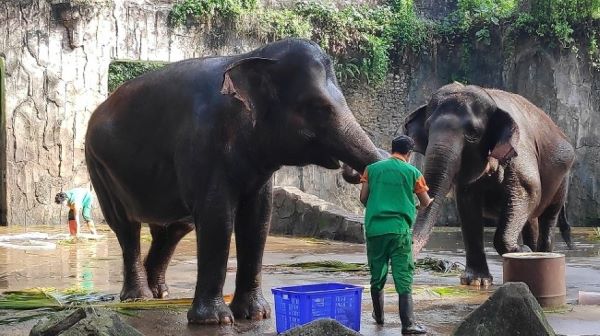 Begini Cara Masuk Taman Margasatwa Ragunan di Era New Normal Jernih.co