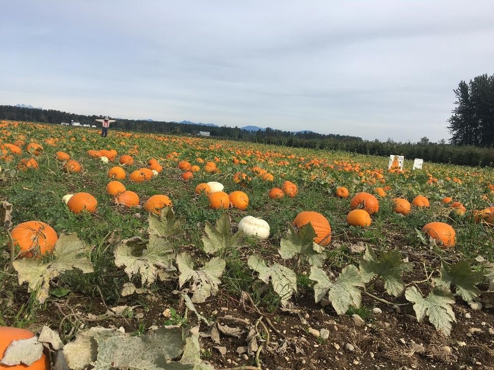 Stoney Ridge Farm is BACK! Jerry Blankers