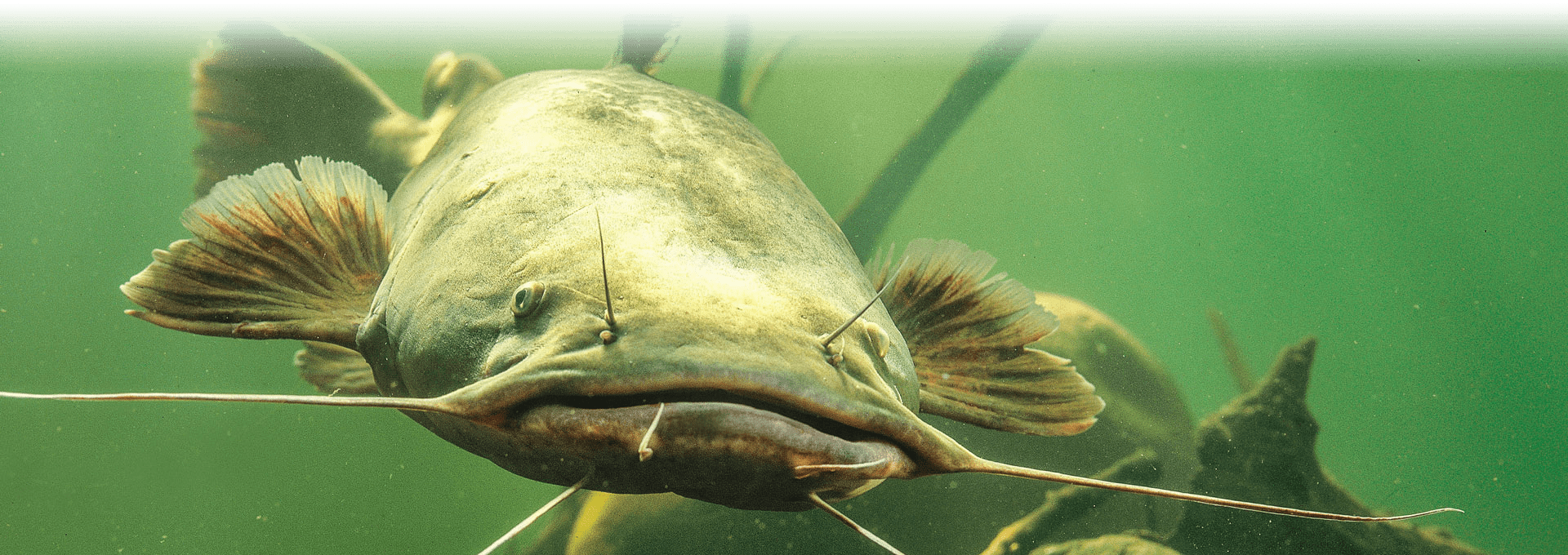 Jerry’s Bait Shop Rockwood Tennessee