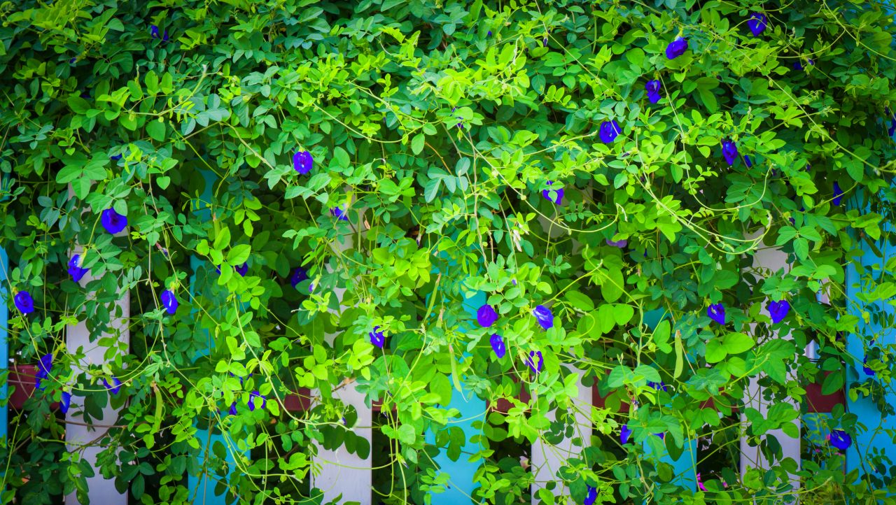 Clitoria Ternatea The Powerful Magic of Butterfly Pea Flowers Jerry