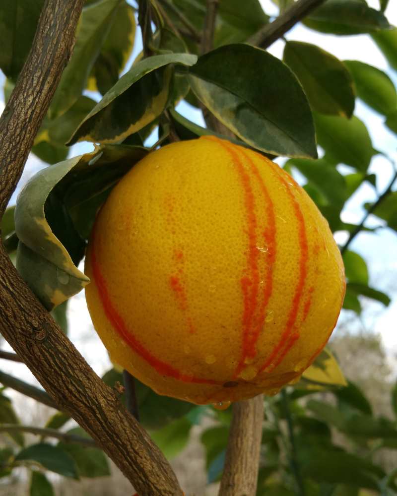 Variegated Honeybell Tangelo Jerry's Jungle