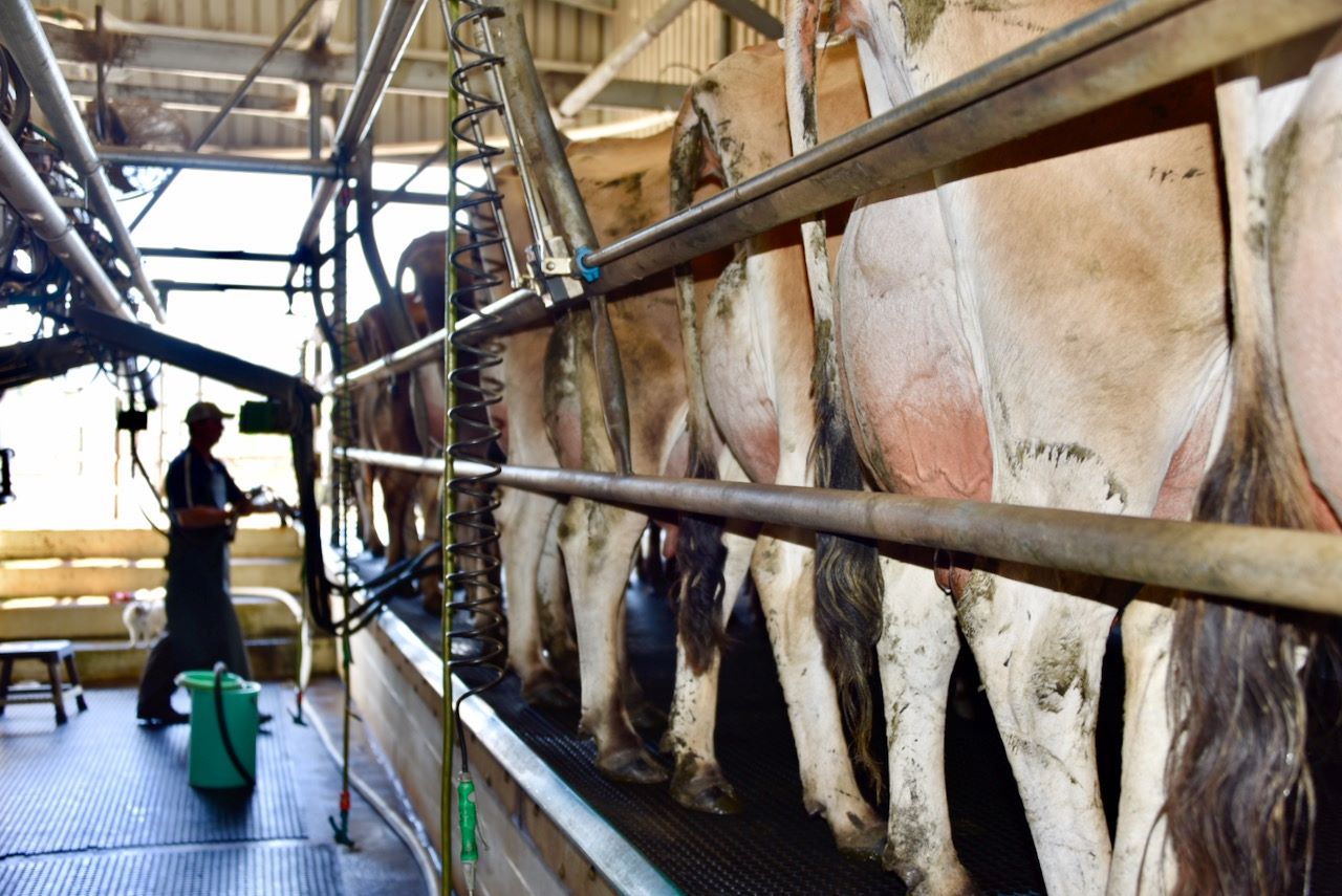 Jersey Most Profitable and Sustainable Cow Project Jersey Australia