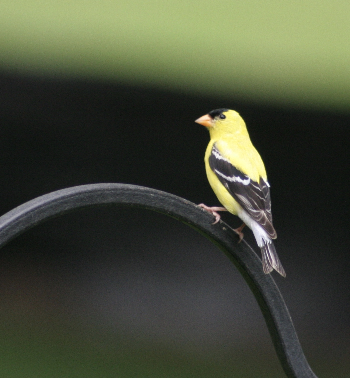 All hail the New Jersey state bird, the American goldfinch The Jersey