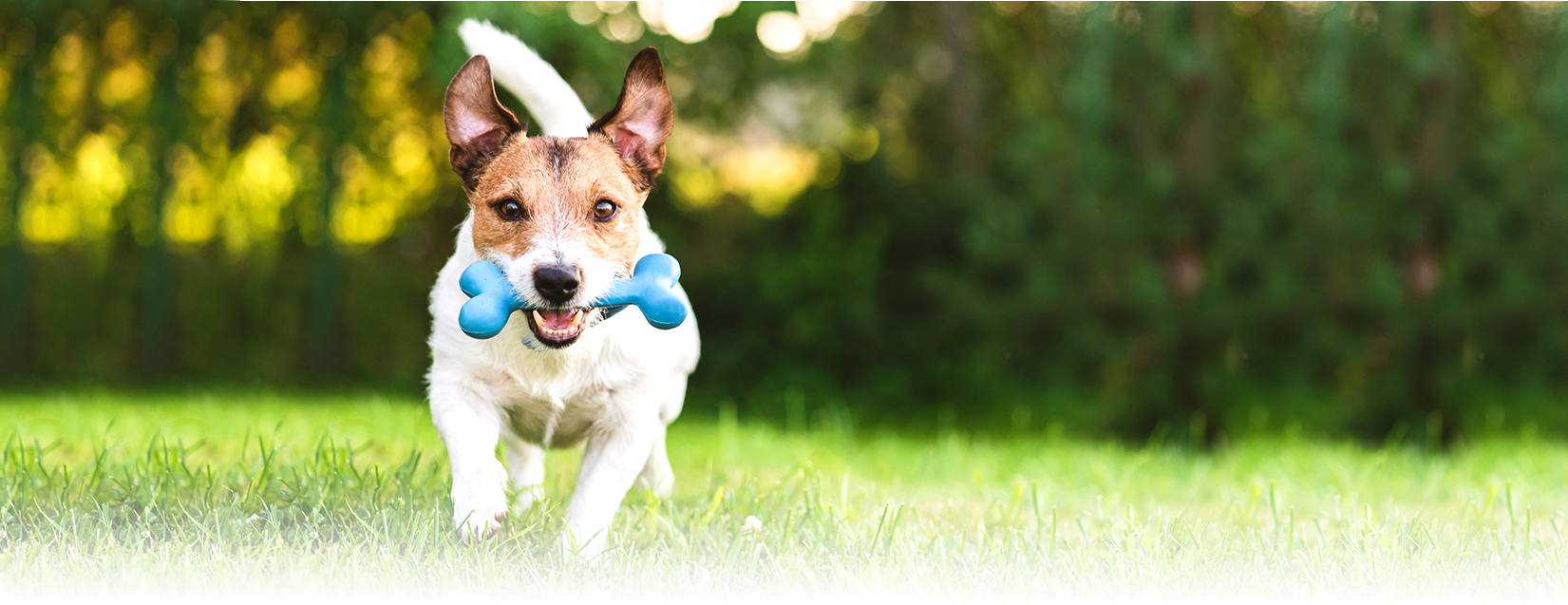 Jersey Dog Trainer Jersey Dog Trainer South Jersey