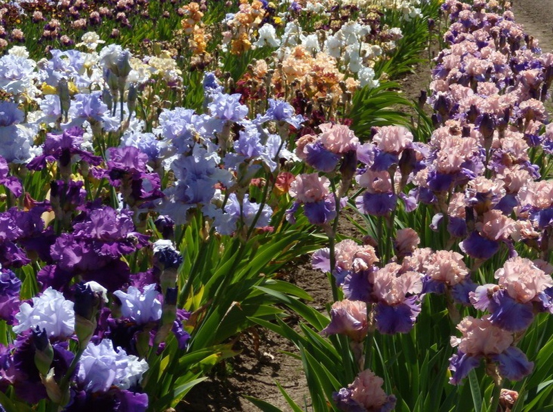 Garden State Iris Society For NJ iris growers, iris gardeners and iris hybridizers. Join us