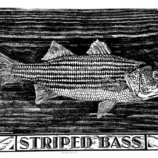 STRIPED BASS 2