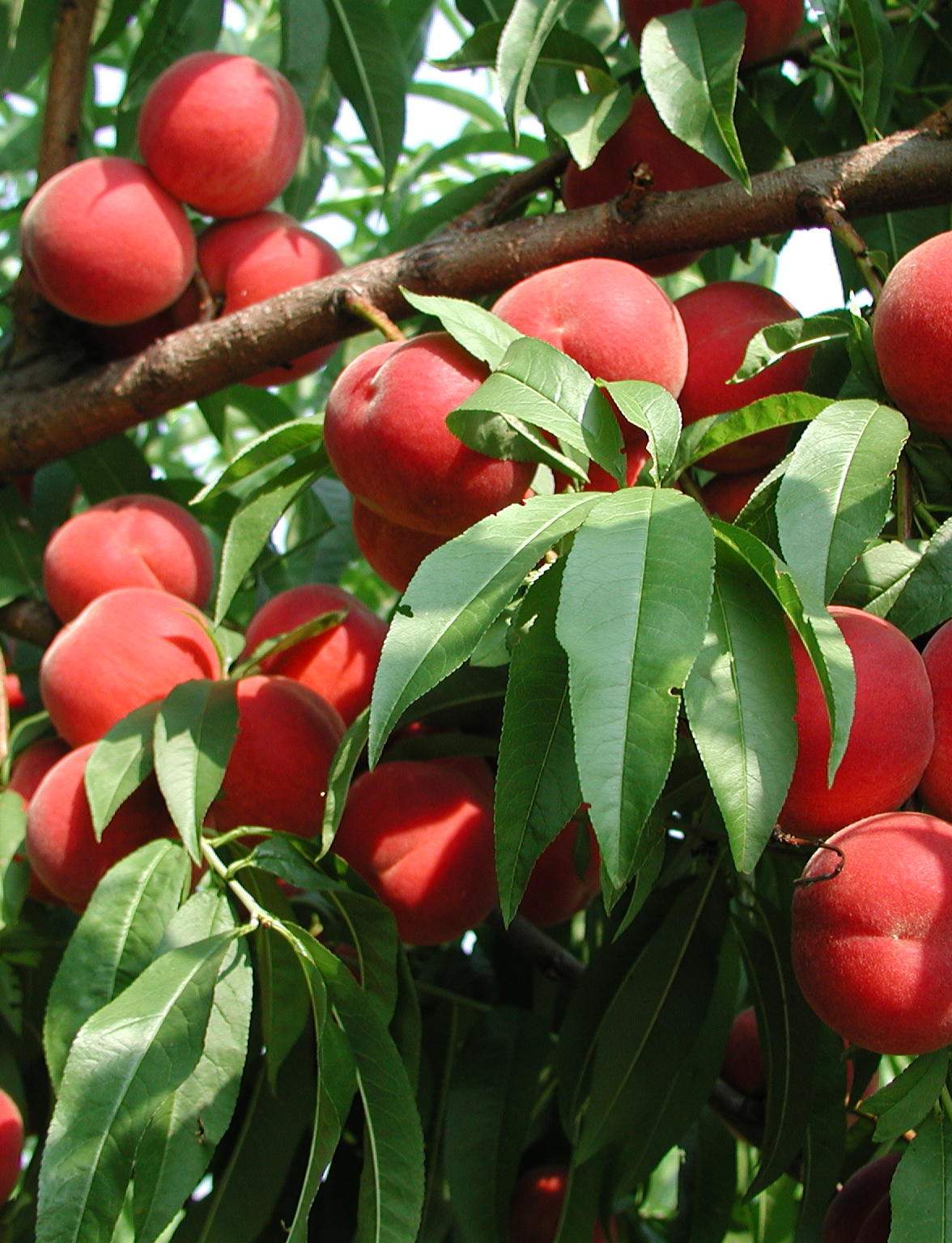 New Jersey Peach Promotion Council