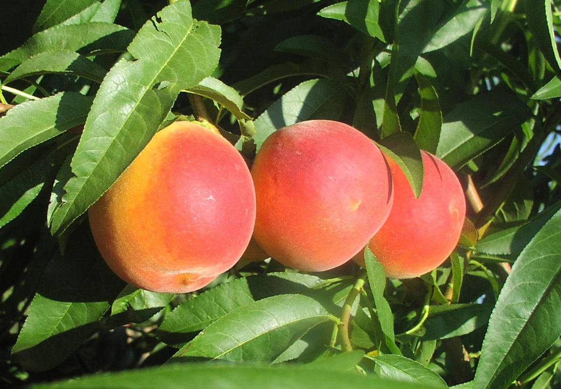 Jersey Peach Images Jersey Peaches