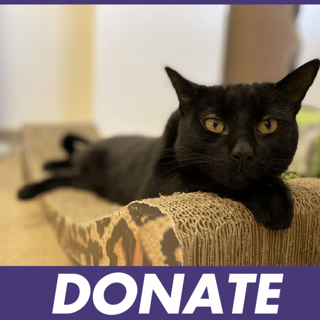 Jersey Shore Animal Center NJ Animal Shelter Jersey Shore Animal Center