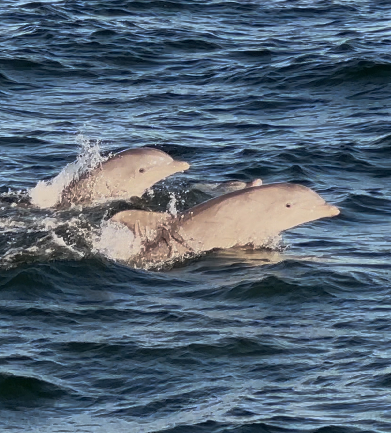 Well, watching trip report Friday, October 25, Belmar New Jersey Bill