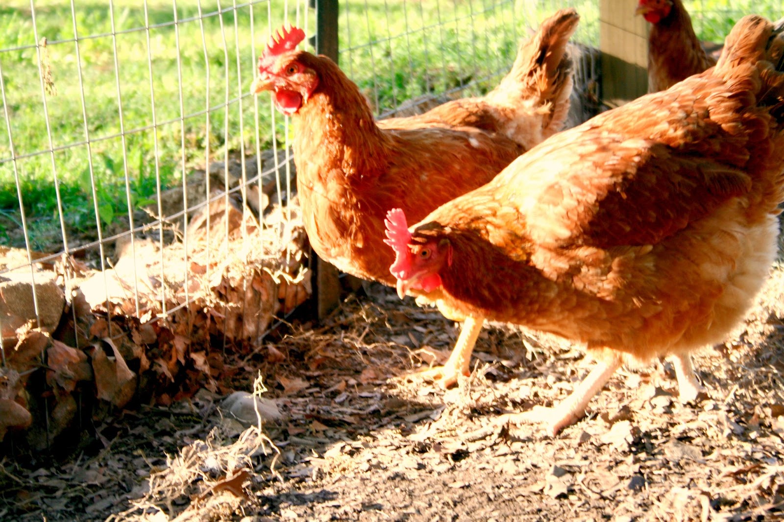 answering your questions Raising Hennie Pennies