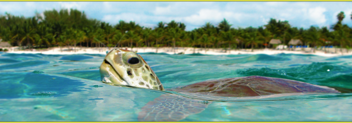 Akumal, Quintana Roo, Mexico Place Of The Turtles